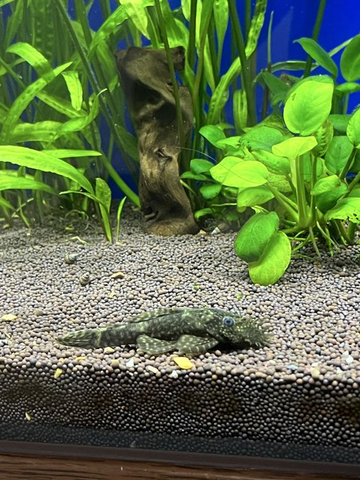 Анцыструс супер ред