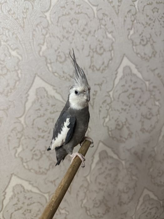 попугай, корелла