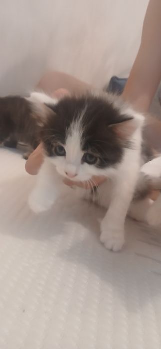 Котята  в добрые руки.бесплатно