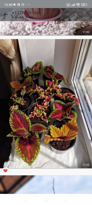 Продам комнатные цветы