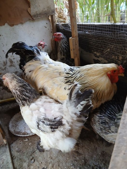 Brama tovug'lari sotiladi makyonlar 150 xoroz 200 ming