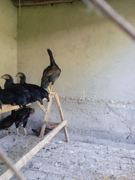 Dakang tovuqlar va jojalari