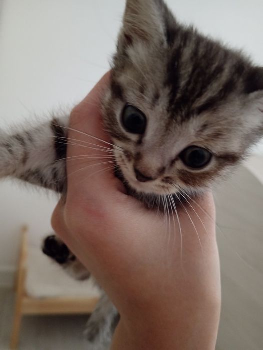 Продаётся шотландский короткошёрстный мальчик