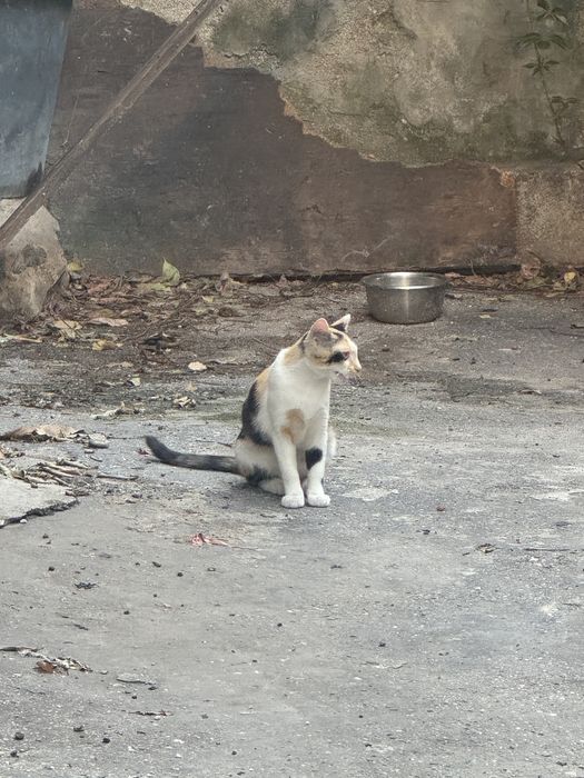 URGENT ADOPTIE Pisica calico 5 luni
