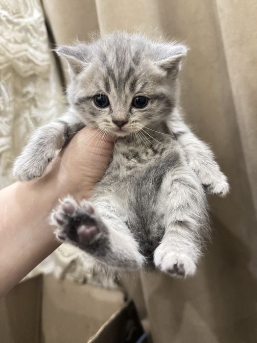 Mushukchala sotiladi