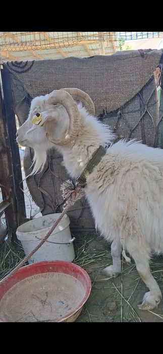 Сутти ешки сатылады