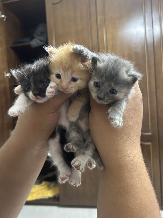 котята ищут своих хозяев