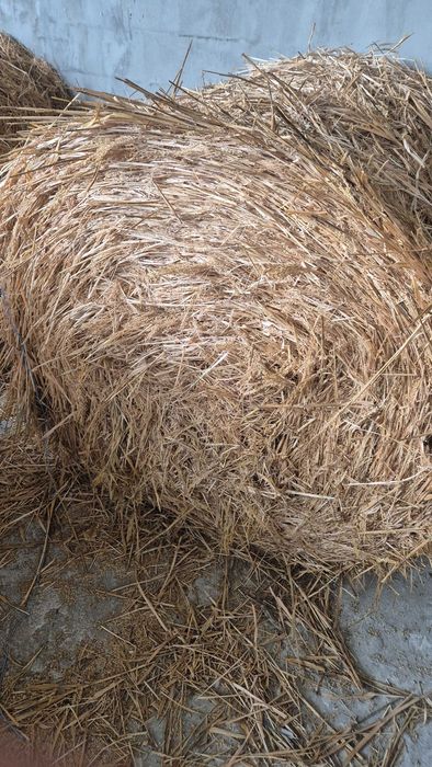 Продавам Бали просо !