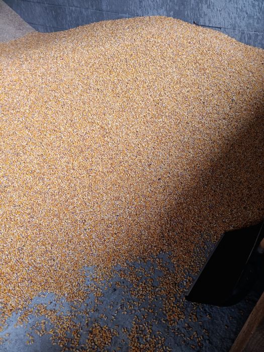 Vând, porumb mai multe detalii la telefon