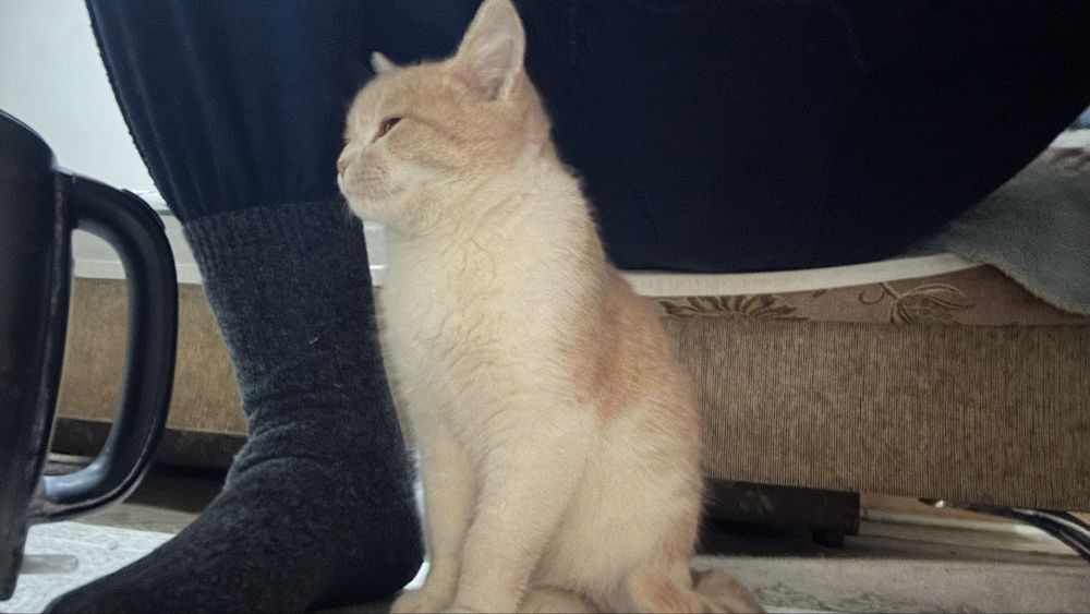 Отдам в добрые руки котика