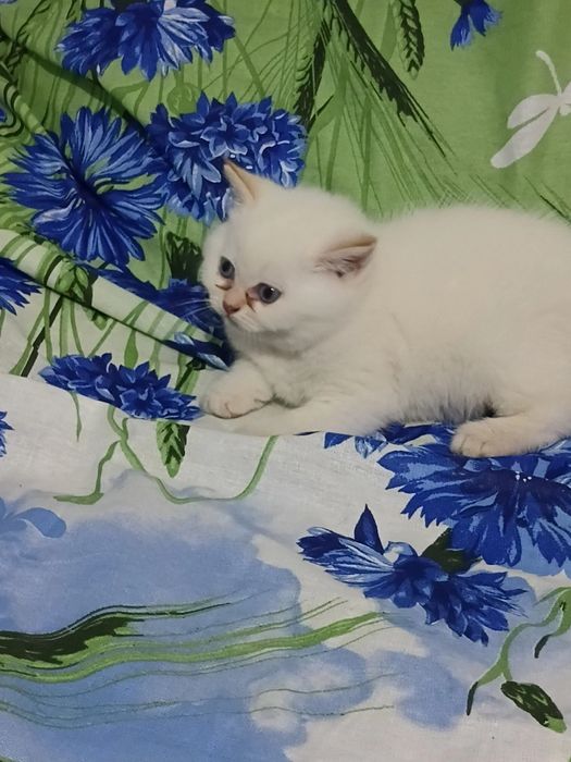 Продаються котята