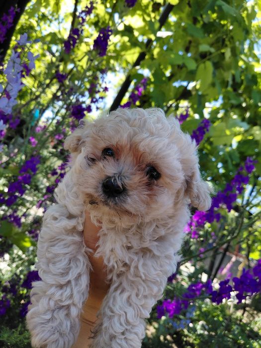 Catel Bichon Malez