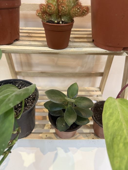 Набор из 6 отростков