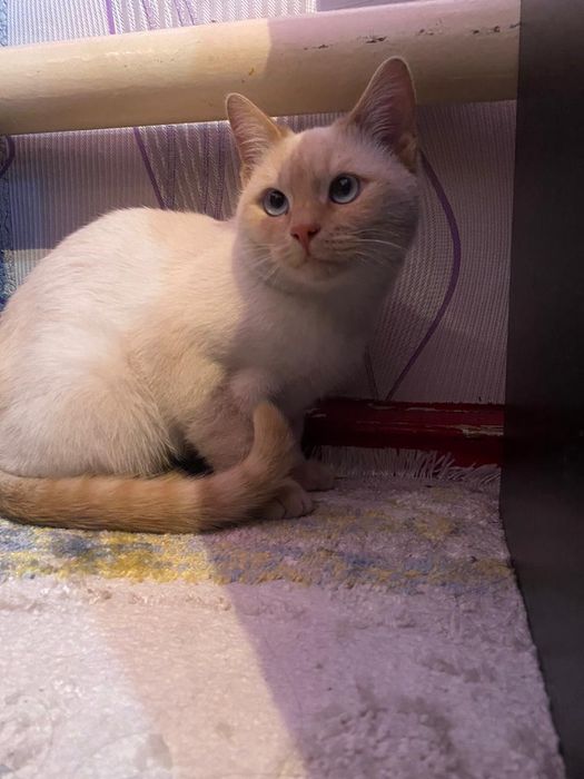 Кот,6 месяц, домашний.