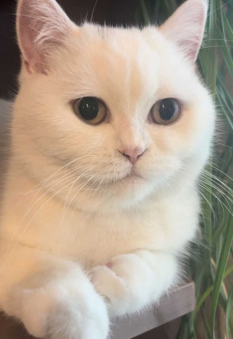 Британски котета с родословие. Чистокръвни котенца