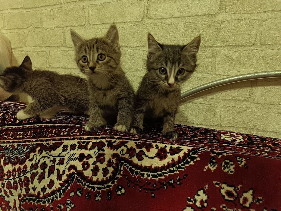 Mushukchalar hadyaga