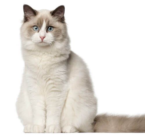 Ragdoll mushuk sotiladi
