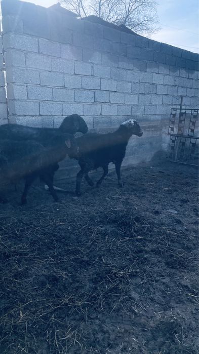 Семіз  қойлар сатылады