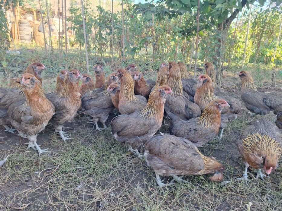 Araucana gaini 2026