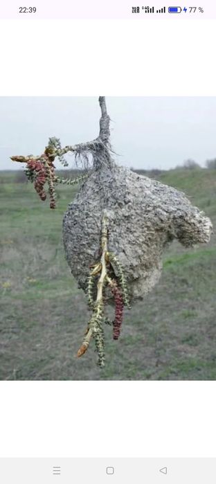 Куркултай Гнездо ремез