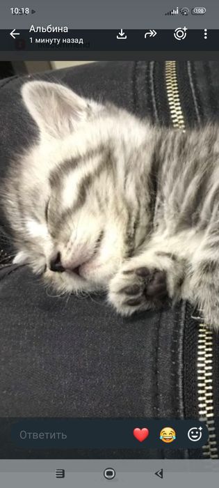 Шотланский .1 месяц .Приучены.