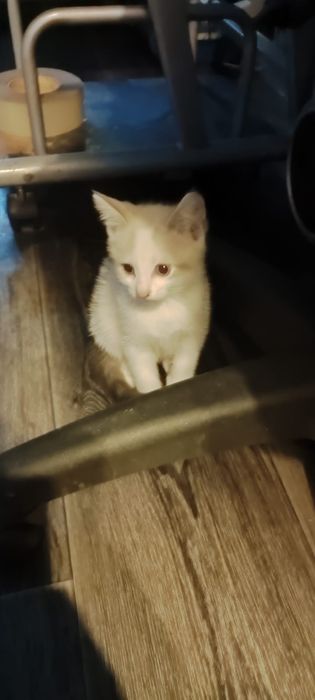 Отдам в добрые руки