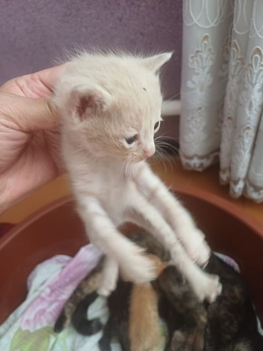 Пышык  анасымен  косып 2баласы бар