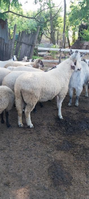 Oi de carne  vânzare