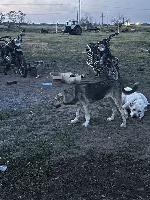 Продам щенка алабая подросший
