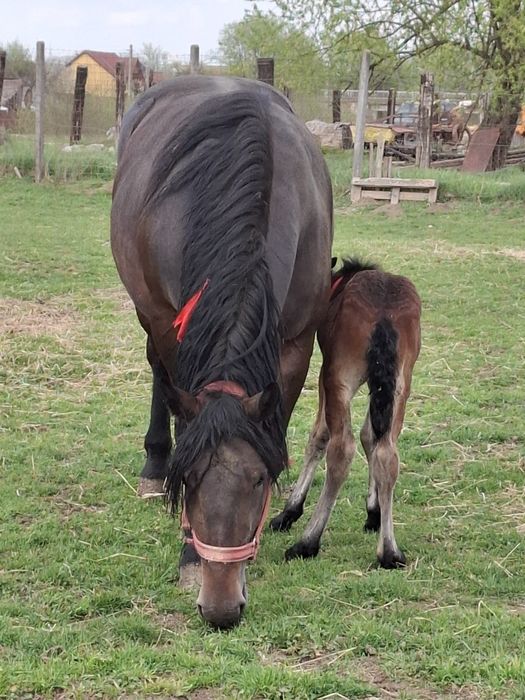 Vand iapa de 4 ani cu manza de 5 zile