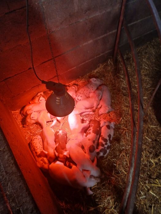 Pasari de curte de vanzare