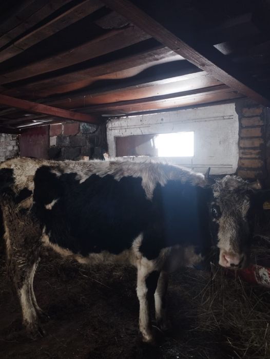 Продам 2 коровы торг