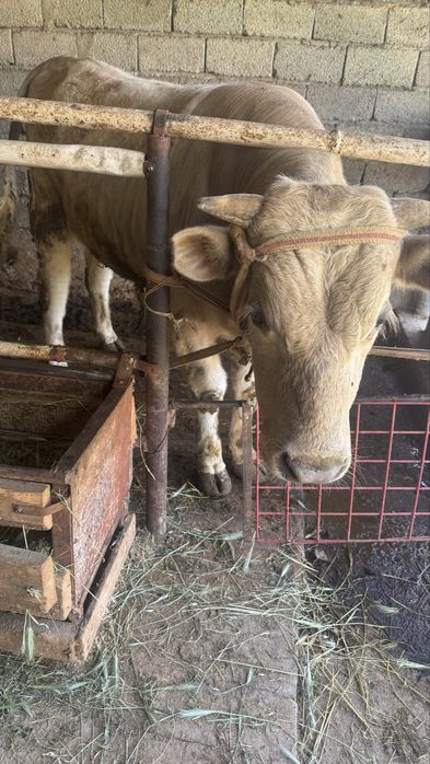 Бұқа сатылады 1,5 жас