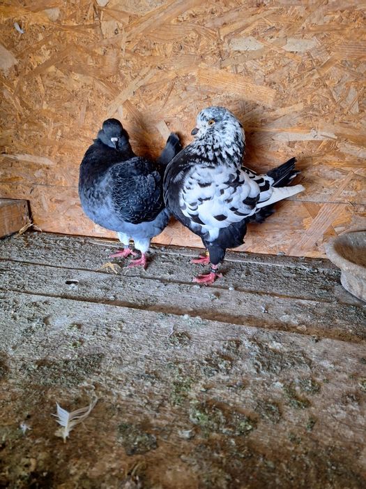 Porumbei rasa King si Sport.