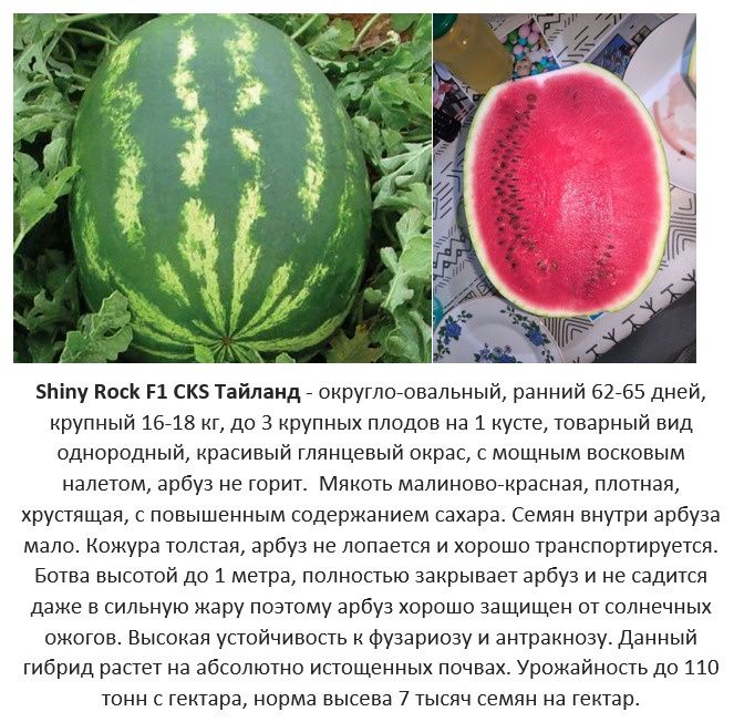 Продам семена арбузов ассортименте