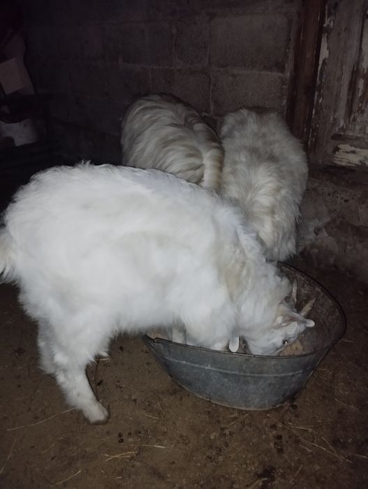 Ешкілер сатылады