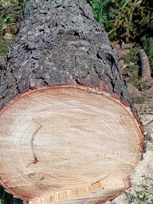 Дървен труп от Ела