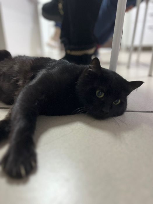 Особенный котик ищет семью