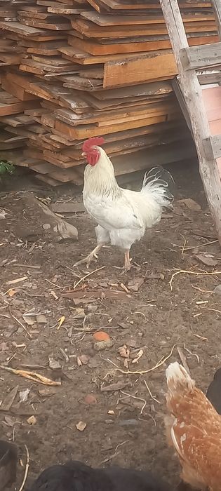 Продам петух  адлерская