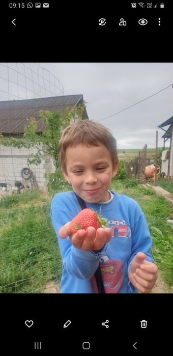 Stoloni/ răsad căpșuni