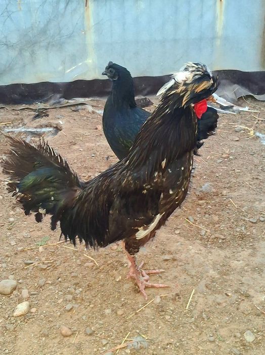 Motată olandeză si Paduana  !