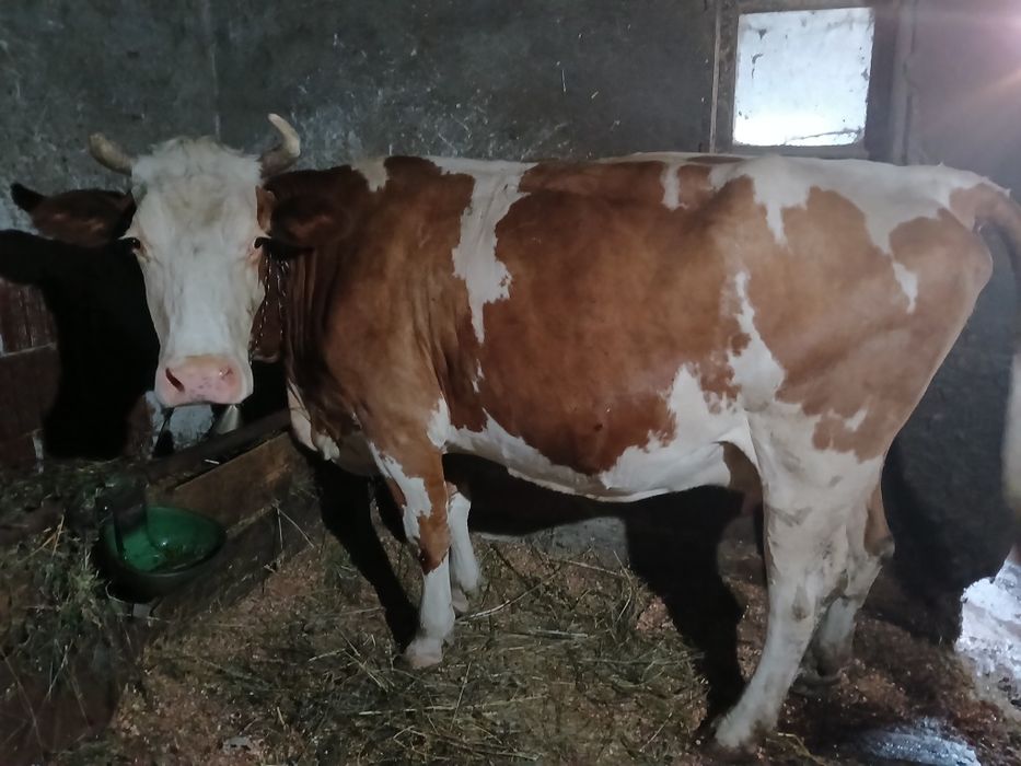 Vacă baltată românească gestanta in 7 luni