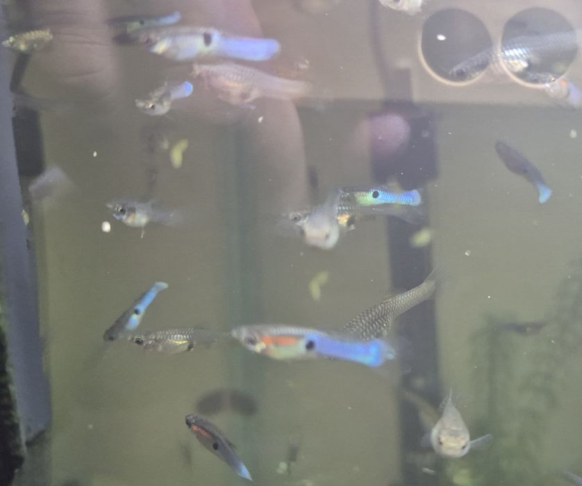 Vand pesti de acvariu, Endleri si Hypostomus Plecostomus cca 20cm