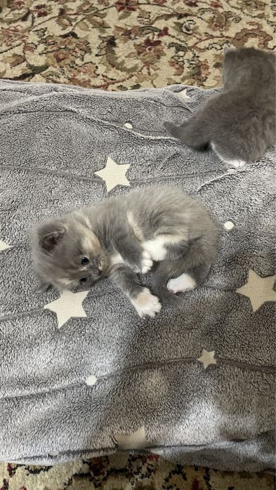 Продам котёнки британские