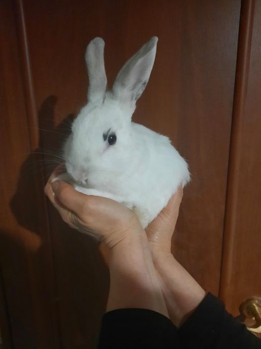 Кролики декоративные . Белые.
