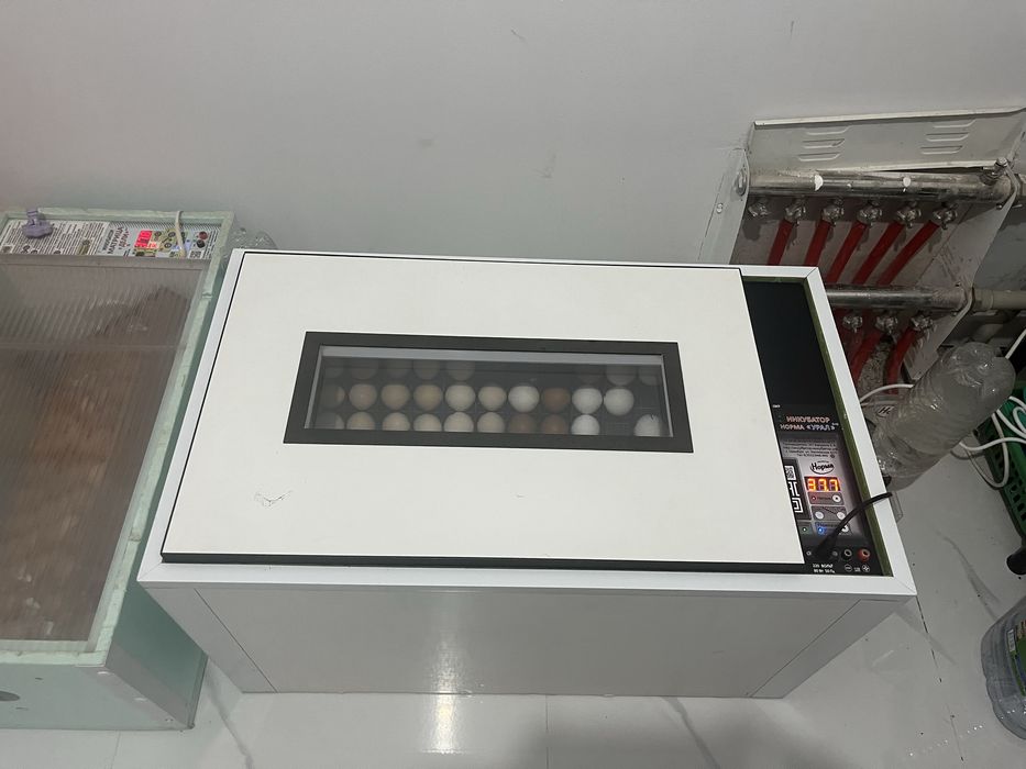 Инкубатормен балапан аштырып беремін