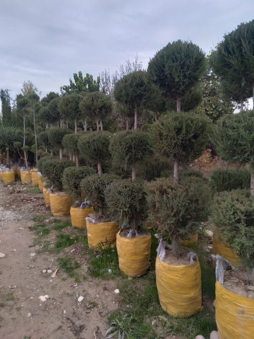 Archa kuchatlari va mevali kuchatlar bor xar xil turdagi