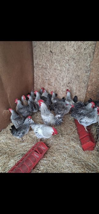 Яйца инкубацыонные