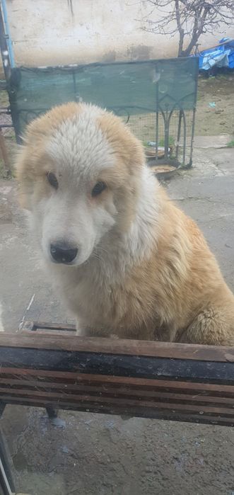 Продаётся алабай.