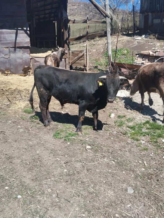 Продам быка 1 год и 5 месяцев